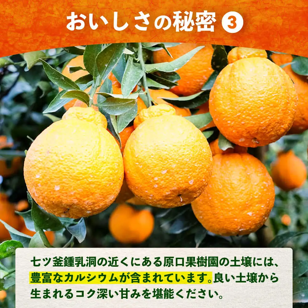 デコポン 不知火 3kg ＜原口果樹園＞ CCW005 デコポン みかん