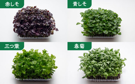マイクロ野菜 4点セット〈 赤しそ 青しそ 三つ葉 春菊 〉【諏訪農林】[TDO002]