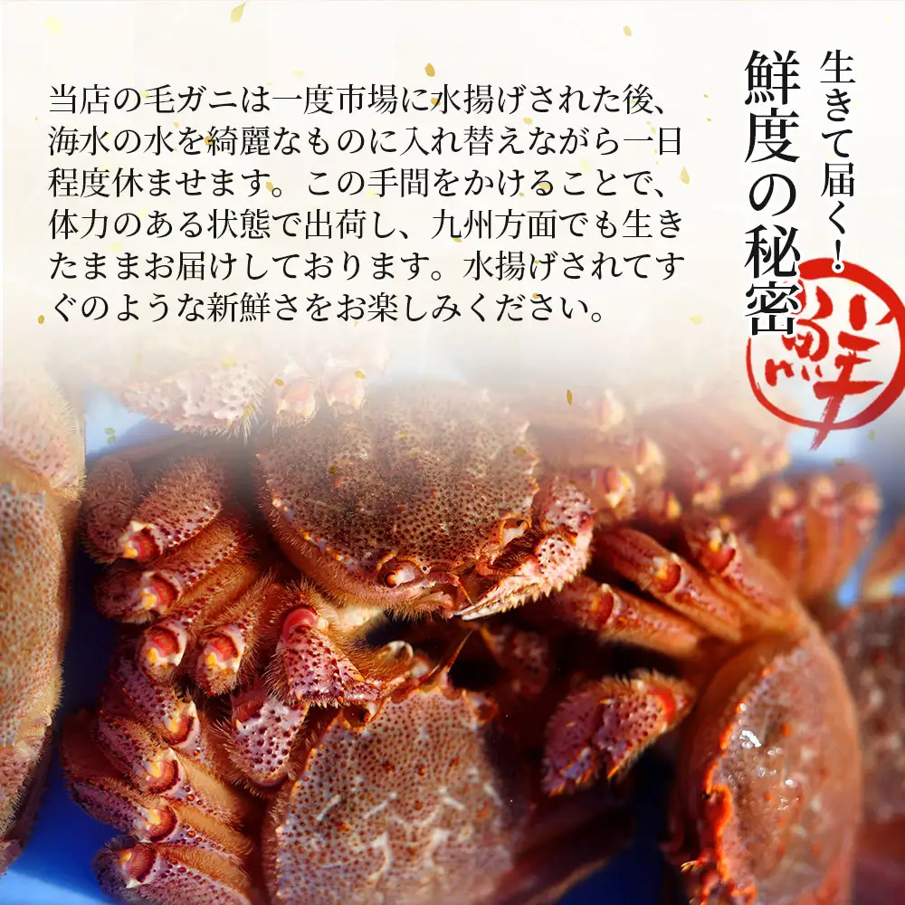 fn-40-001【出荷前にお電話します！】 活毛ガニ 1杯 (430g～530g) 三陸産【令和9年2月上旬～4月頃お届け】ヤマコー片桐鮮魚店
