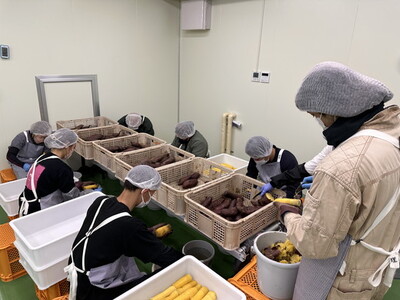 生芋　20kg　S～Lサイズ混合　2箱 いも長 ｜ さつまいも いも 生いも 紅はるか 国産 ※離島への配送不可 ※2025年12月下旬頃より順次発送予定