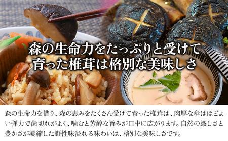 原木生椎茸 どんこ大 400g 以上と 椎茸粉 30g セット | きのこ しいたけ 生しいたけ 乾しいたけ 干し椎茸 乾燥しいたけ 粉 粉末 詰め合わせ 大分県産 九州産 国産 大分県 中津市