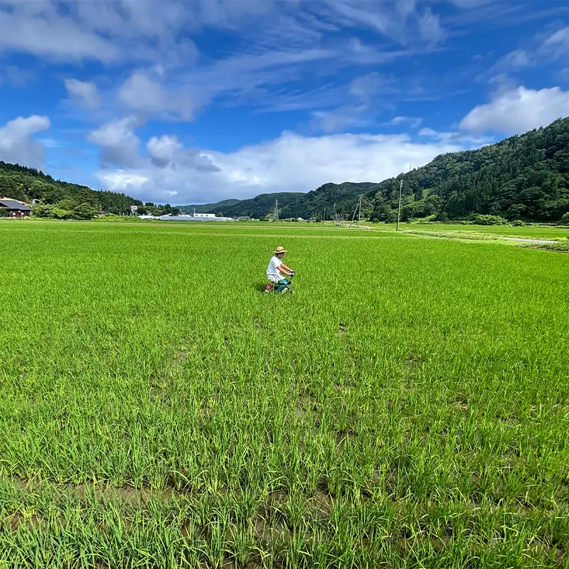 米【令和6年産】【9ヶ月定期便】新潟産こしいぶき 5kg×9回お届け(計45kg) プロが認めたうまい米 コシヒカリ の孫 令和6年産 新潟産コシイブキ 新潟県糸魚川産 農家直送 おいしいお米をお届けします。2024年 毎月お届け 【米 お米 こめ コメ おすすめ ギフト 5キロ 先行予約 精米 白米 9ヶ月 9か月 9回】定期便 コシイブキ こしいぶき 精米 白米 あぐ里能生