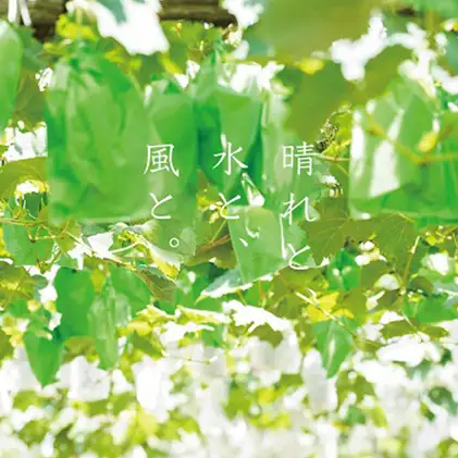 厳選 シャインマスカット 2房 合計1.1kg以上 岡山県産 シャインマスカット