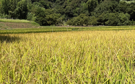  【R8年新米10kg】湘南生まれのお米「はるみ」〈出荷時期:2026年9月12日出荷開始～2026年12月26日出荷終了〉【 神奈川県 大磯町 米 お米 白米 白飯 コシヒカリ キヌヒカリ 交配種 甘み 期間限定 】
