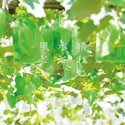 厳選 ニューピオーネ 2房 合計1.0kg以上  岡山県産 ピオーネ