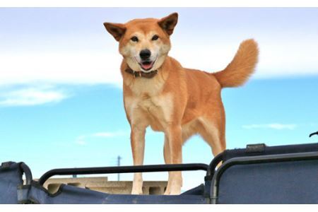 日本捜索救助犬協会の活動を応援！3万円 ｜被災地支援 犬猫支援