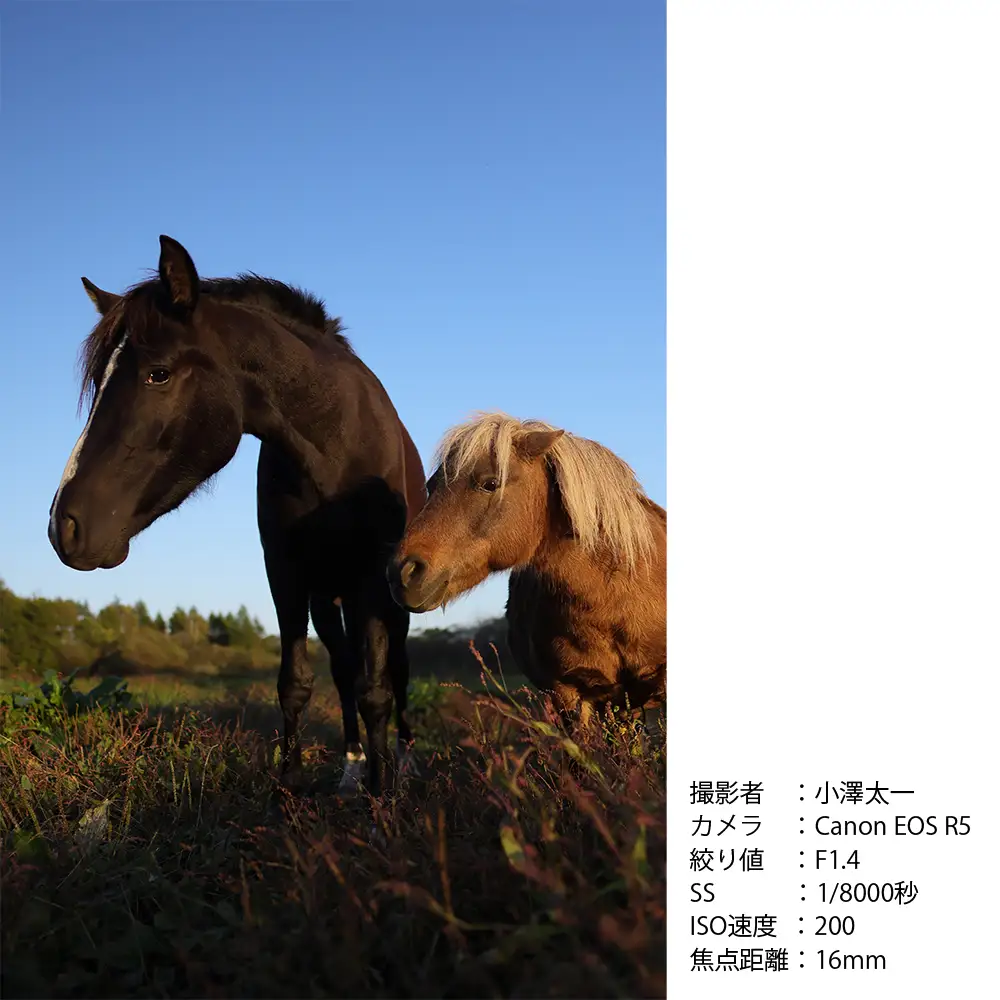 SIGMA 16mm F1.4 DC DN | Contemporary【ニコンZマウント】カメラ　レンズ　家電