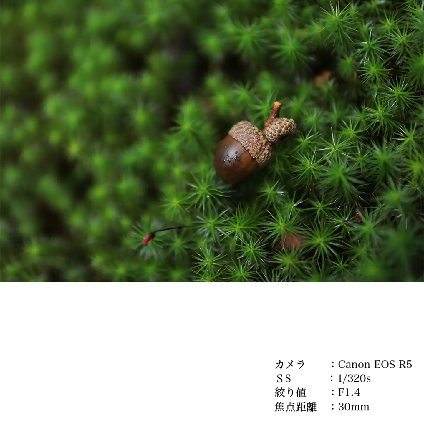 SIGMA 30mm F1.4 DC DN | Contemporary【ニコンZマウント】