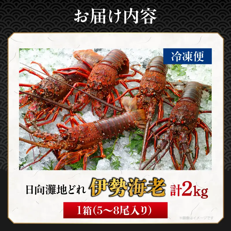 先行予約≪数量限定≫伊勢海老(計2kg) えび 魚介 海鮮 国産_T013-0025