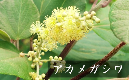 【令和8年産・数量限定】国産 非加熱 純粋はちみつ 600g×3種類（アカシア蜜・サツキ蜜・アカメガシワ蜜）食べ比べセット 蜂蜜[Y0452]