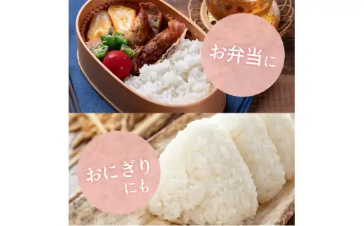 【お米の定期便／全6回】和歌山県産 米 キヌヒカリ30kg (5kg×6回)  2026年 令和8年度産【sml430-kinu-5x6A】
