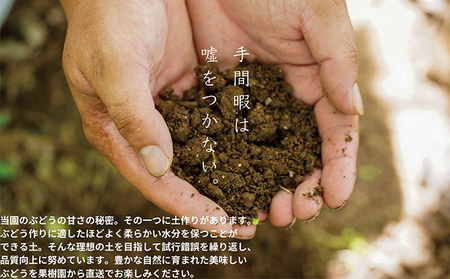 厳選 シャインマスカット 2房 合計1.1kg以上 産地直送 朝採れ ぶどう 葡萄 Kawahara Green Farm 岡山県産 2026年 果物 フルーツ 果汁たっぷり ジューシー 種なし 