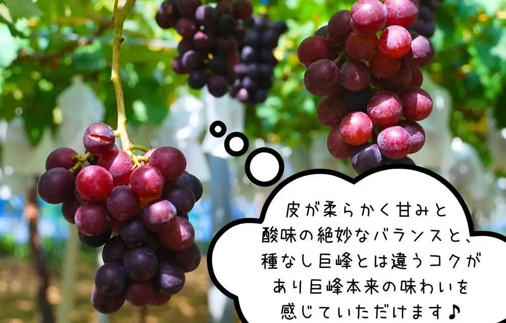 ぶどう 巨峰 種あり 3kg 5～9房 和歌山県産 クール便対応 【みかんの会】