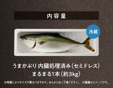 S137-008_【天草育ち】活じめ！新鮮うまかぶり　まるまる1本！（内臓処理済）約3kg