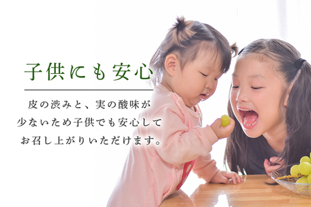 【数量限定・期間限定】 シャインマスカット 約2kg（2房～3房） 【9月下旬〜10月下旬順次発送予定】 54-A