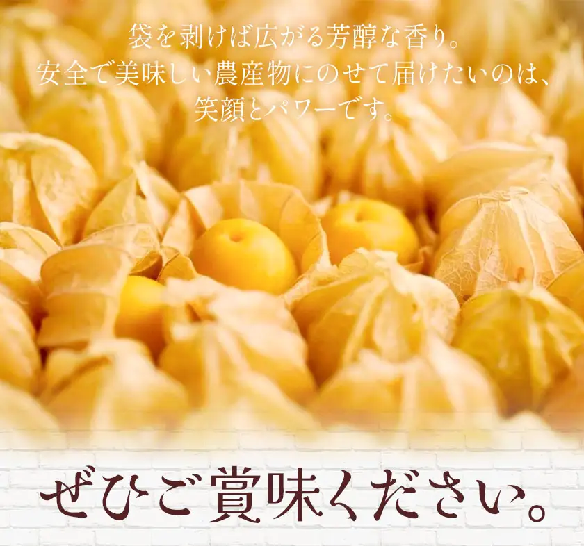 【先行予約】フルーツ ほおずき 太陽の子 約500g ホオズキ 北海道