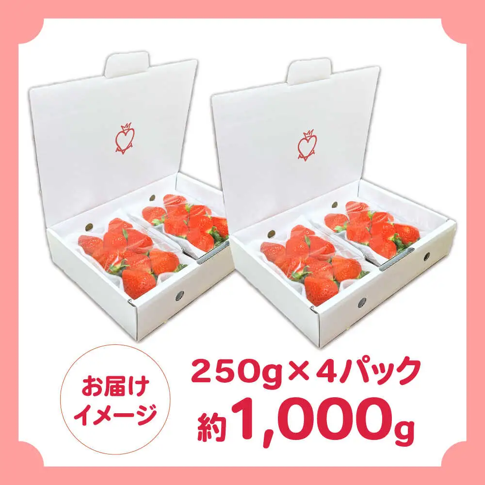 【2027年1月-発送】 250g×4P 恋みのりいちご [SFF001] いちご