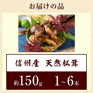 信州産「天然松茸」（約150g/1〜6本） きのこ 秋の味覚 高級食材 国産松茸 日本産松茸 高級品種 信州伊那谷産 採れたて 直送 希少価値