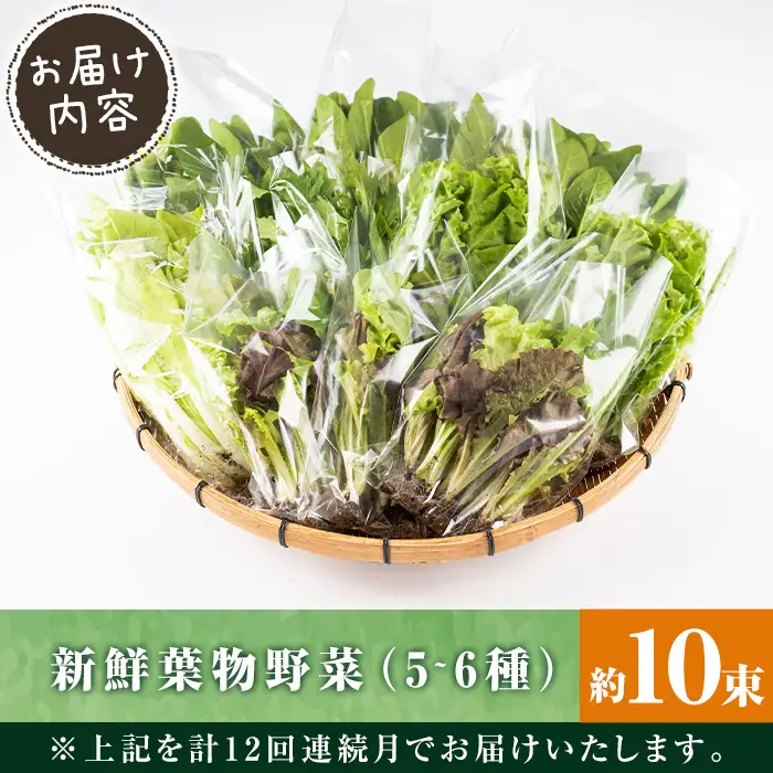 i850 ＜定期便・計12回(連続月)＞ひかりのお野菜(約10束・5～6種) 国産 野菜 やさい 葉物 旬 ほうれん草 水菜 チンゲン菜 小松菜 リーフレタス ルッコラ 水耕栽培 ミックスリーフ 山東白菜 何が届くかはお楽しみ【ひかりの郷】