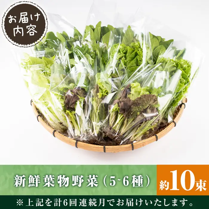 i678-B ＜定期便・計6回(連続月)＞ひかりのお野菜(約10束・5～6種) 野菜 やさい 葉物 旬 定期便 ほうれん草 水菜 チンゲン菜 小松菜 リーフレタス ルッコラ 水耕栽培 ミックスリーフ 山東白菜 何が届くかはお楽しみ【ひかりの郷】