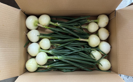 新たまねぎ3kg 野菜 サラダ 玉ねぎ たまねぎ スープ カレー たまねぎ 国産 オニオン お取り寄せ 常温 送料無料 青果市場 愛媛県 愛南町 発送:11月上旬?