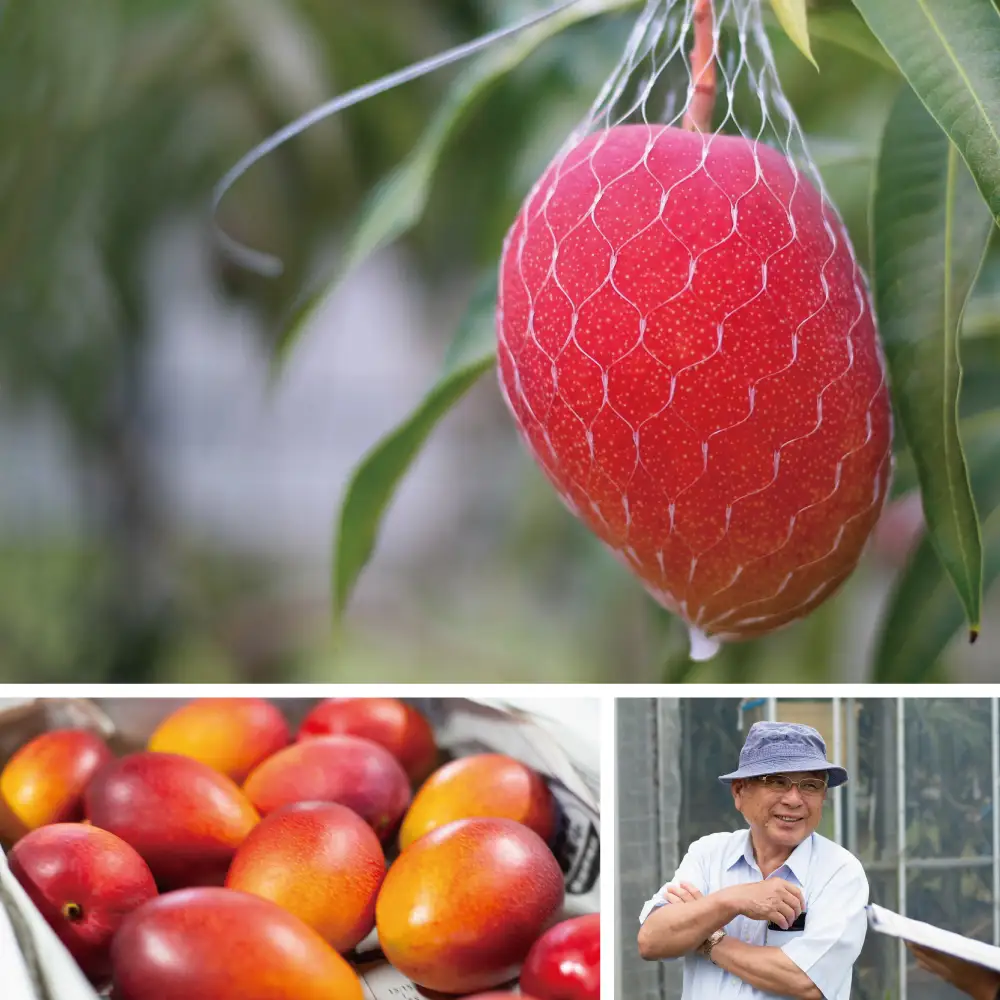 【7月中旬出荷開始】鹿児島県産 完熟アップルマンゴー 約1kg（2～3玉）贈答品用 ギフト 果物 フルーツ 国産 鹿児島県南さつま市産 有限会社秀美園