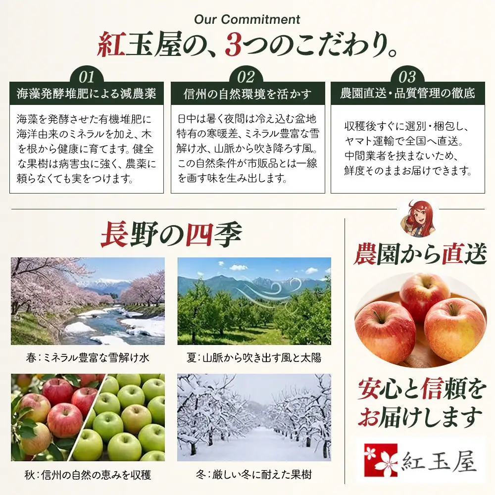 紅玉屋 長野市産【訳あり】サンふじ10kg【2026年12月上旬以降の出荷分】（紅玉屋） | りんご フルーツ りんご