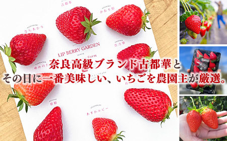 「古都華」＆「季節のいちご」食べ比べセット（2パックずつ） 計4パック | フルーツ くだもの 果物 いちご イチゴ ことか コトカ 古都華 奈良県 五條市