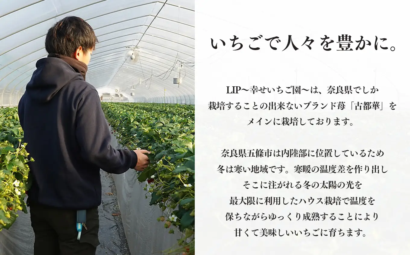  【 先行予約 】 奈良県産ブランド「古都華（ことか）」２パック（約５４０ｇ）| 