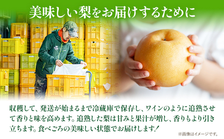 【先行予約】梨 なし 乙女梨 6～9玉 4kg 以上 石原果樹園　フルーツ 果物 新鮮 《11月中旬-12月下旬頃より発送予定》岡山県 浅口市 果物 フルーツ 梨 鴨梨 備前乙女梨 ヤーリー