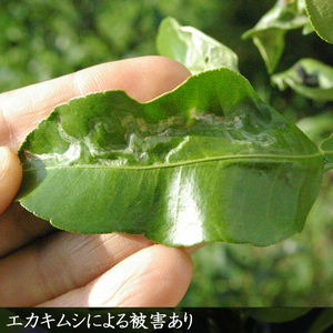 柑橘類 レモン(檸檬)ユーレカレモン 3年生 苗木 《訳あり》