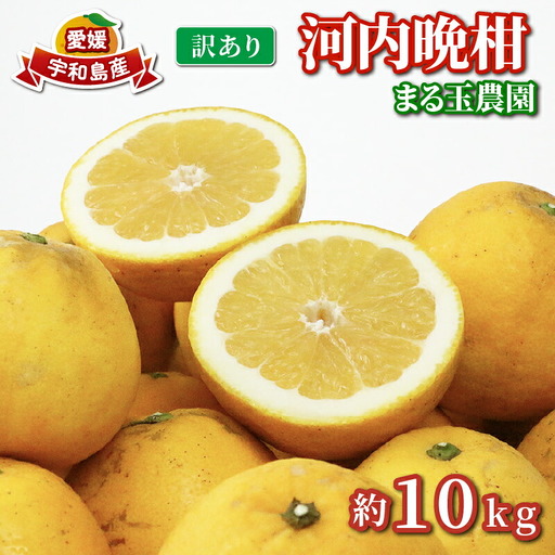 訳あり 河内晩柑 10kg まる玉農園 訳アリ河内晩柑 みかん B010-172003