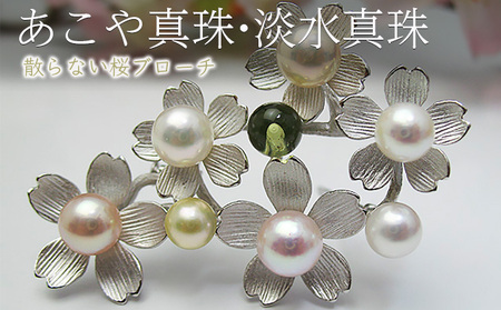 ブローチ あこや真珠・淡水真珠 散らない桜 桜モチーフ ブローチ