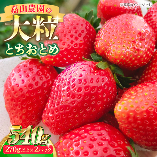 【先行予約】【数量限定100セット】嘉山農園の完熟大粒いちご とちおとめ（270g以上×2パック）イチゴ 苺 フルーツ 果物 いちご 【いちごはうす嘉山農園】 [AKCO001] 