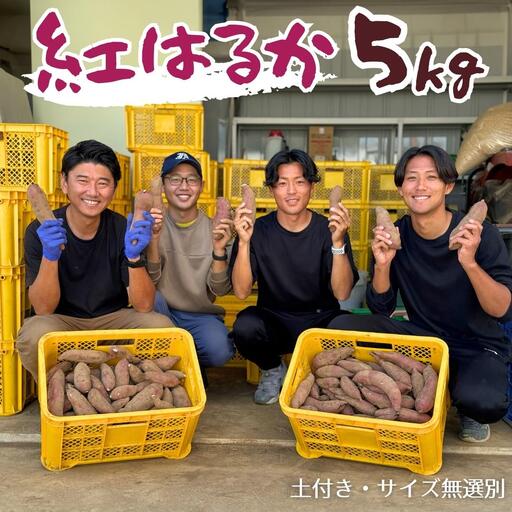 茨城県産 さつまいも 紅はるか 5kg （ 土付き サイズ無選別 ）【2026年11月頃から発送開始】 べにはるか いも 茨城 甘い おいしい 美味しい 訳あり 規格外 不揃い