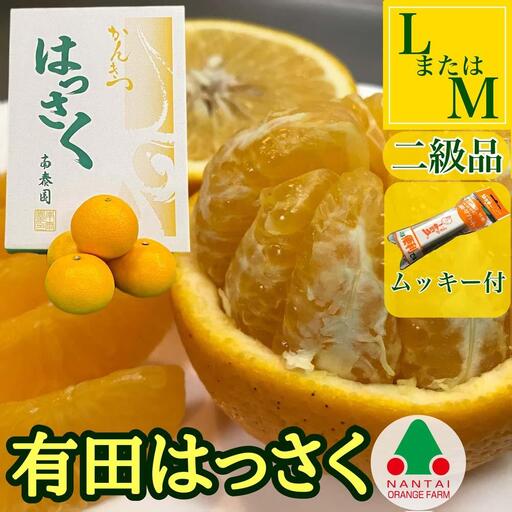 手詰め 有田 はっさく L × 8玉 または M × 10玉 サイズ ちょっと 傷あり ムッキー 同梱 南泰園 みかん