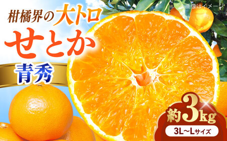 みかん せとか 青秀 約3kg 3L-Lサイズ フルーツ 果物 みかん BJCG007