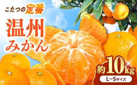 みかん 温州みかん 約10kg L-Sサイズ フルーツ 果物 みかん BJCG003