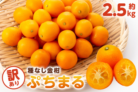 種無し金柑　ぷちまる　訳あり　2.5kg mi0084-0011-4