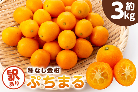 種無し金柑　ぷちまる　訳あり　3kg mi0084-0011-5