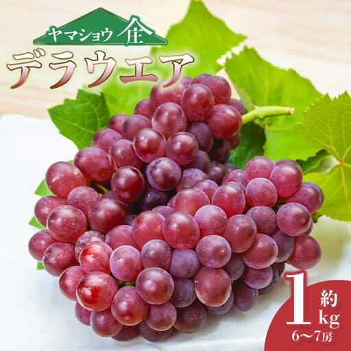 [令和8年産先行予約]デラウェア 約1kg (6〜7房) 山形県鶴岡市産 ヤマショウ