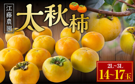【先行予約】 江藤農園 太秋柿 14玉から17玉 （約5kg） 【2026年10月下旬から11月上旬 出荷予定】