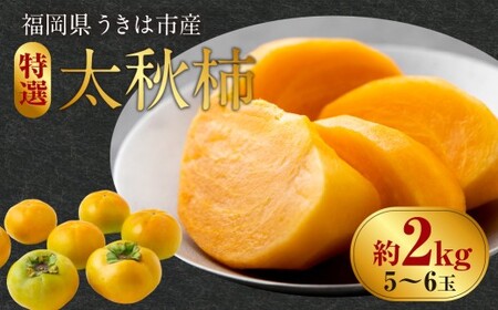 [先行予約] 西見柿農園 特選太秋柿 5玉から6玉 (約2kg) [2026年10月下旬-12月下旬発送予定] 完熟柿 かき カキ 太秋 たいしゅう 完全甘柿 果物 くだもの フルーツ 果実 ジューシー 樹上完熟 お取り寄せ 福岡県 うきは市