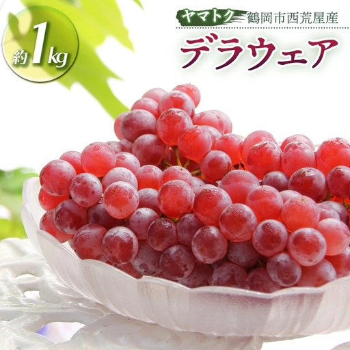 [令和8年産先行予約] デラウェア 約1kg(5〜6房) 山形県鶴岡市産 ヤマトク