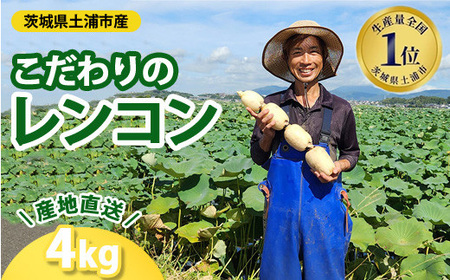 こだわりのレンコン4kg ｜ ギフト 産地直送 茨城県 土浦市産 れんこん 蓮根 シャキシャキ 甘み 送料無料 ※2026年9月～発送