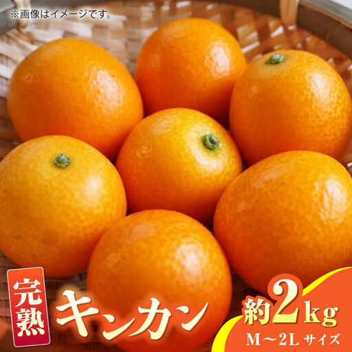 【先行予約】完熟 キンカン 約2kg Ｍ~2Lサイズ【くまふる】[ZBG013]