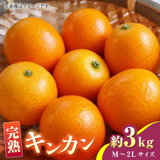 【先行予約】完熟 キンカン 約3kg Ｍ~2Lサイズ【くまふる】[ZBG014]