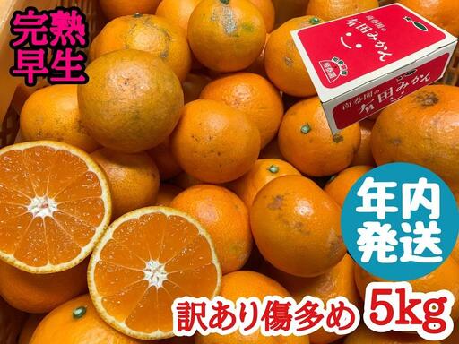 年内発送 訳あり 傷多め 完熟早生 有田みかん 5kg サイズおまかせ 和歌山 南泰園 みかん