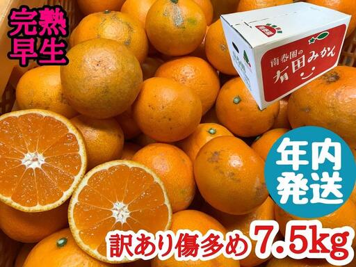 年内発送 訳あり 傷多め 完熟早生 有田みかん 7.5kg サイズおまかせ 和歌山 南泰園 みかん