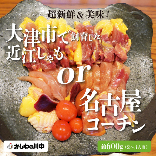 [かしわの川中]超新鮮&美味!大津市で飼育した近江しゃもor名古屋コーチン!約600g(2〜3人前)[G005] / しゃも 軍鶏